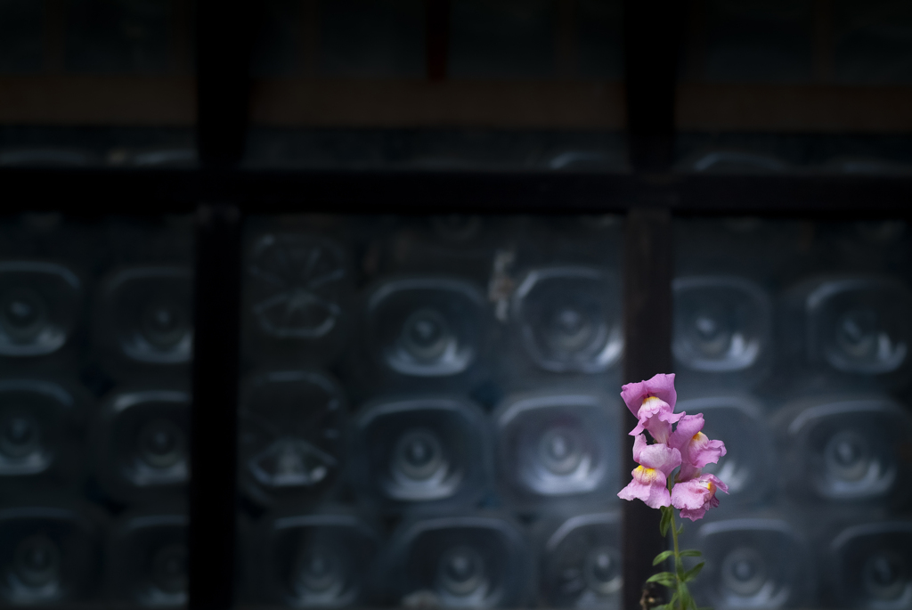 世界の片隅で花は咲く・・・