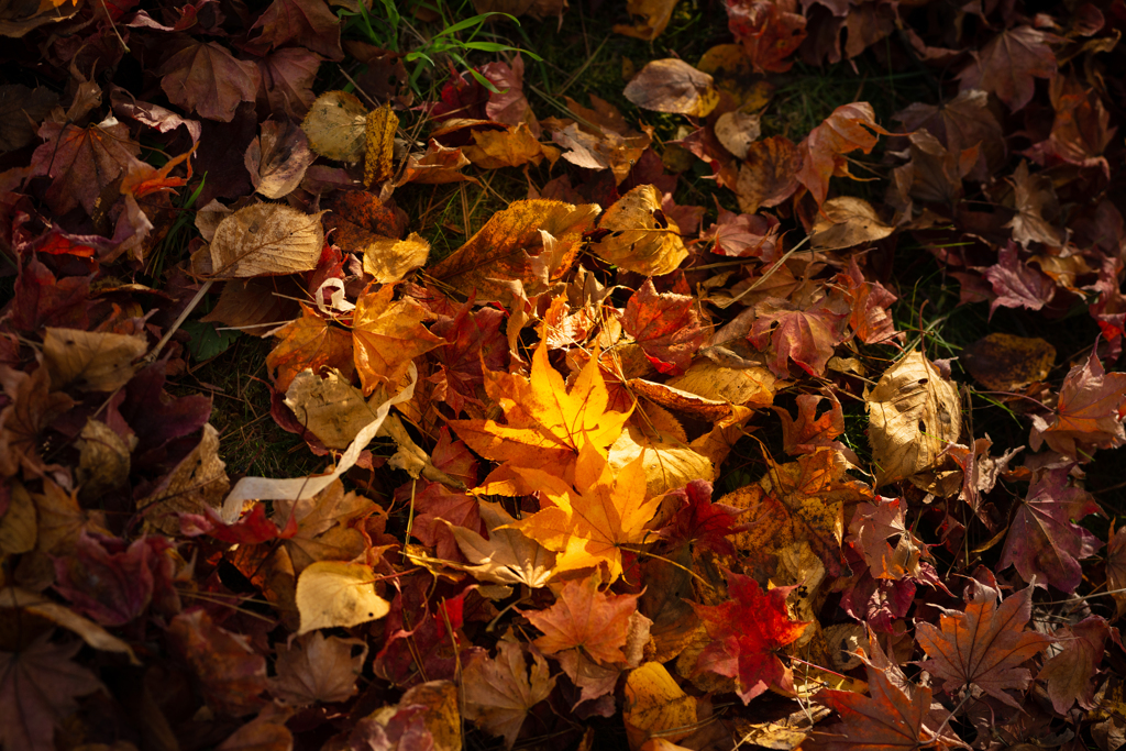 落葉