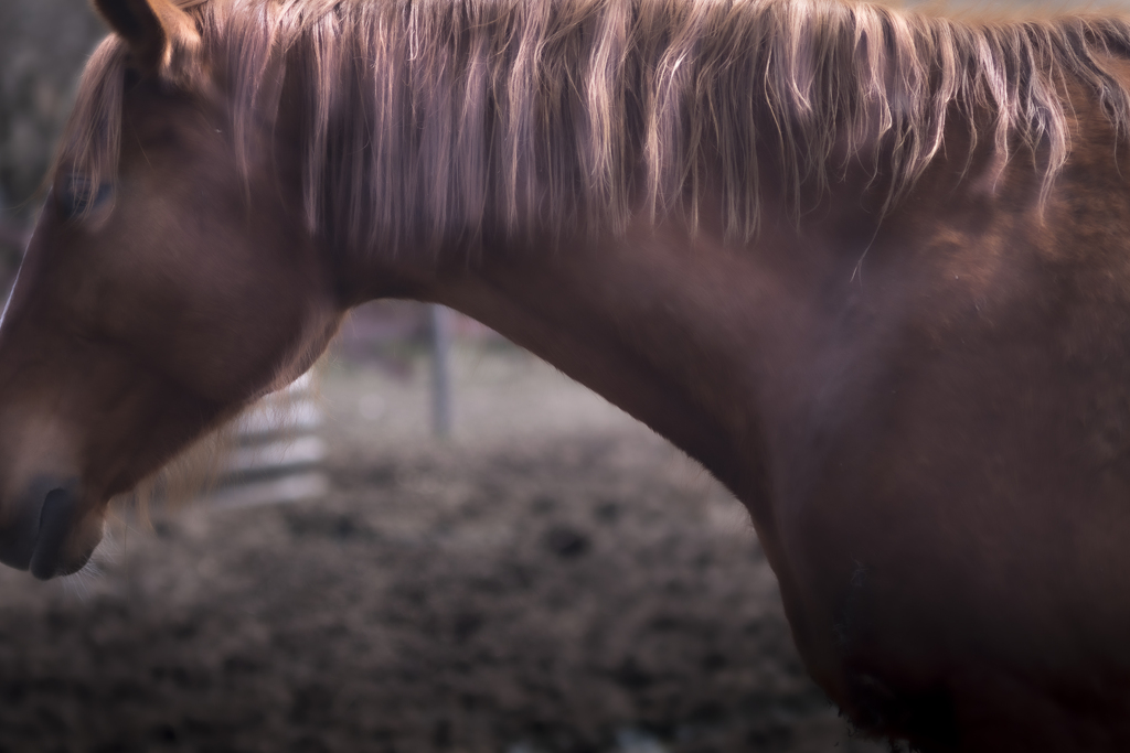 馬の里にて【その1】