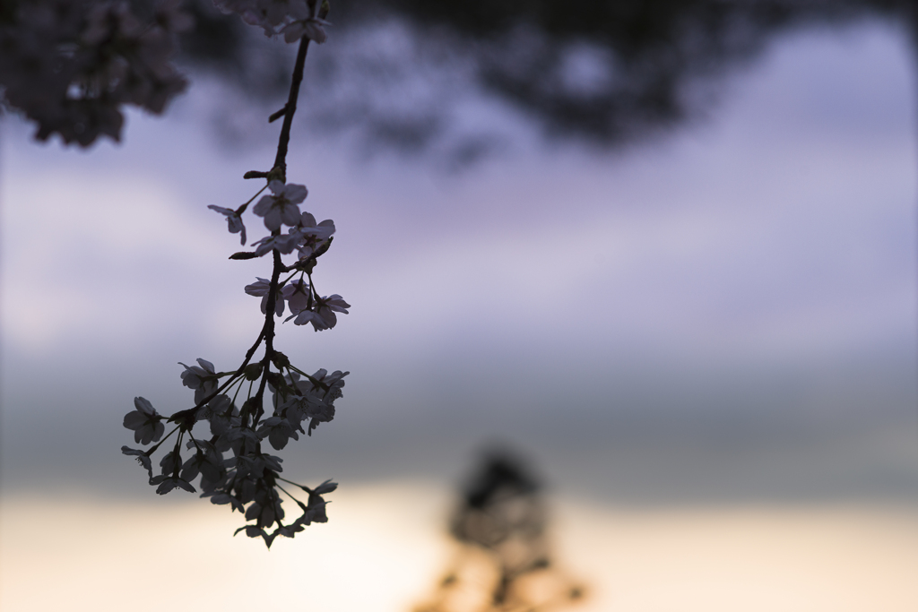 sakura silhouette