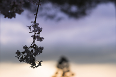sakura silhouette