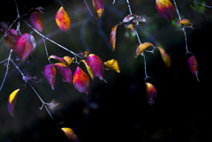 秋の終わり【その1】