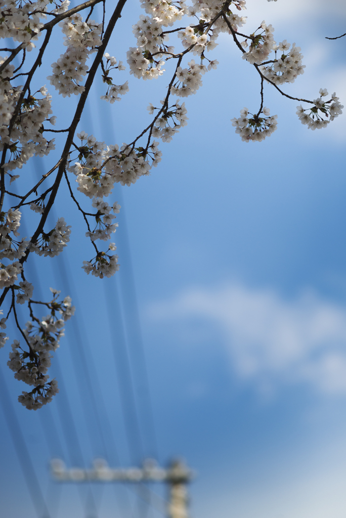 sakura PART2【vol.02】