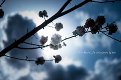 sakura PART2【vol.11】