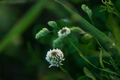 荒神様の田んぼ【その6】