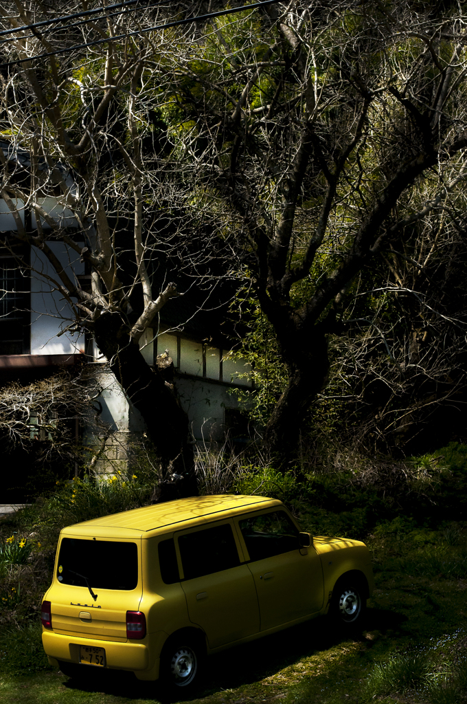 桜の樹の下で