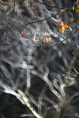 秋の終わり【その2】