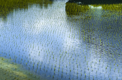 五月の田んぼ【その4】