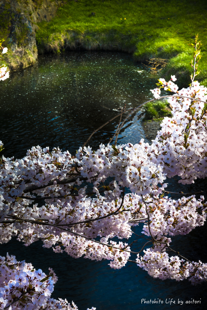 sakura PART2【vol.04】