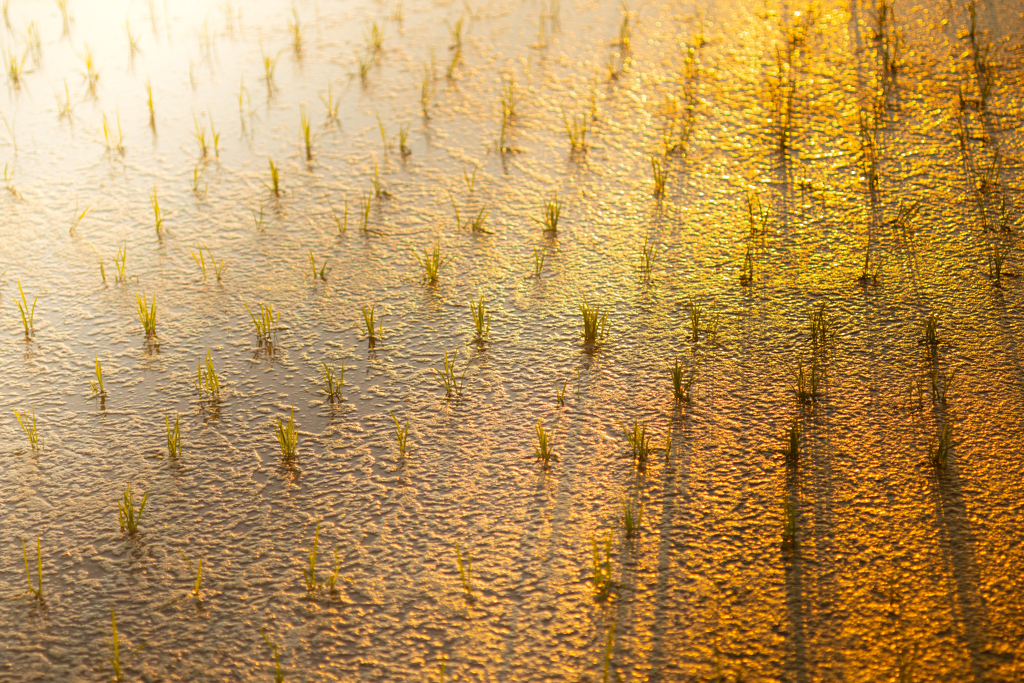 荒神様の田んぼ【last】