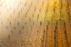 荒神様の田んぼ【last】