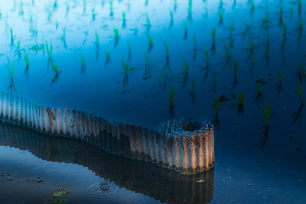 荒神様の田んぼ【その4】