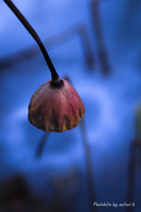 冬の蓮池【03】