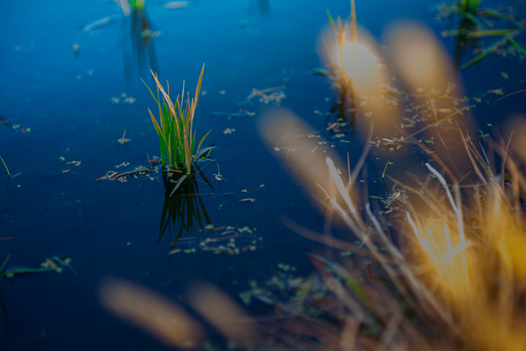 荒神様の田んぼ【その5】