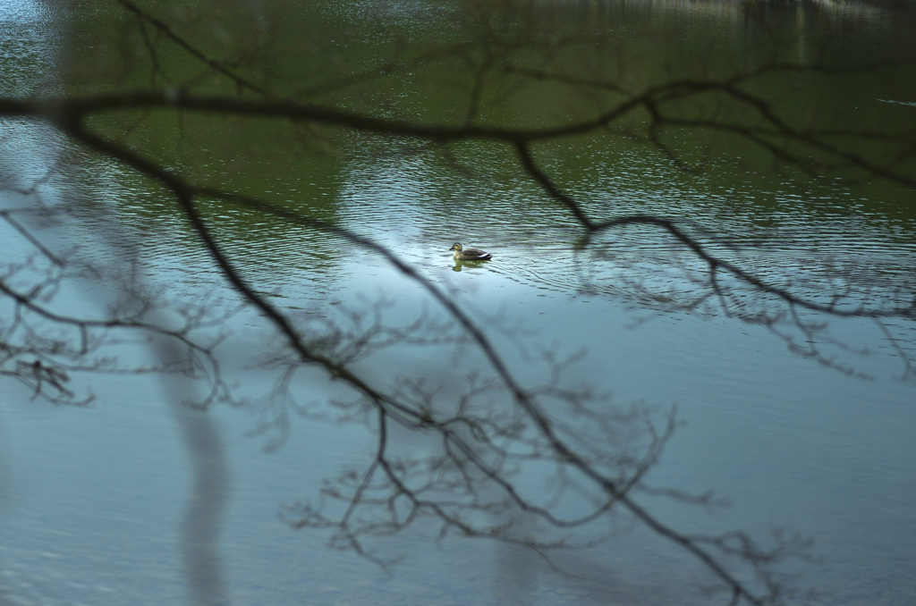 毛越寺にて【vol.11】