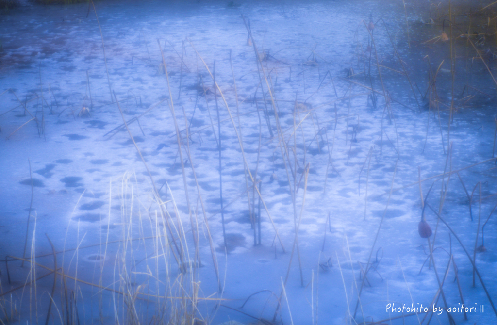 冬の蓮池【02】