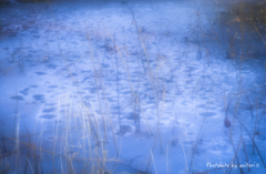 冬の蓮池【02】