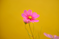 秋桜【03】 秋桜【03】