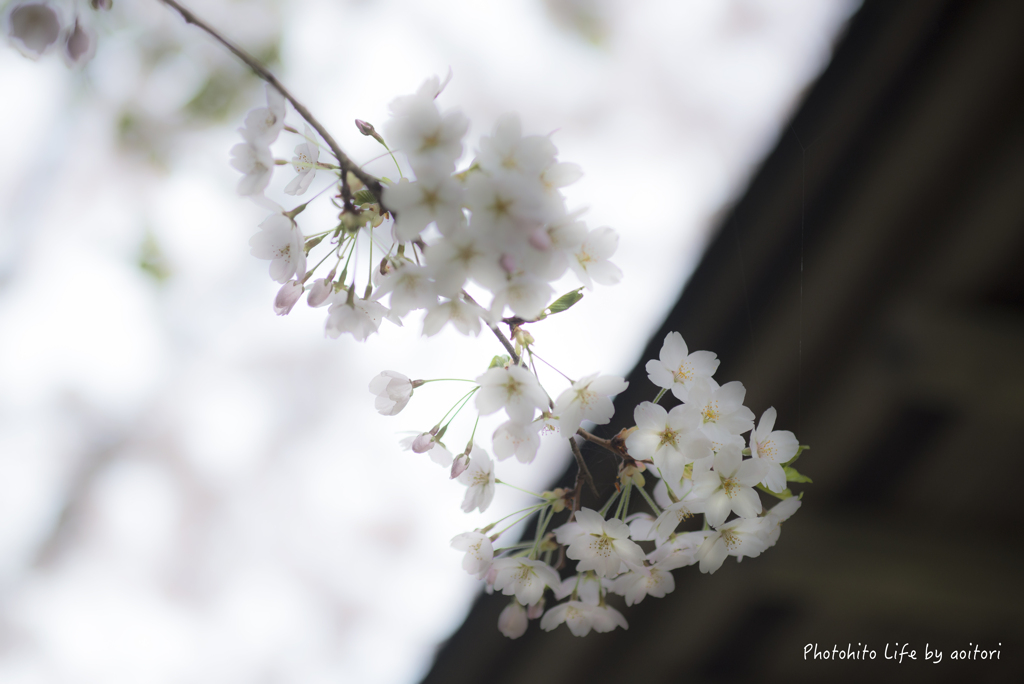 sakura PART2【vol.07】