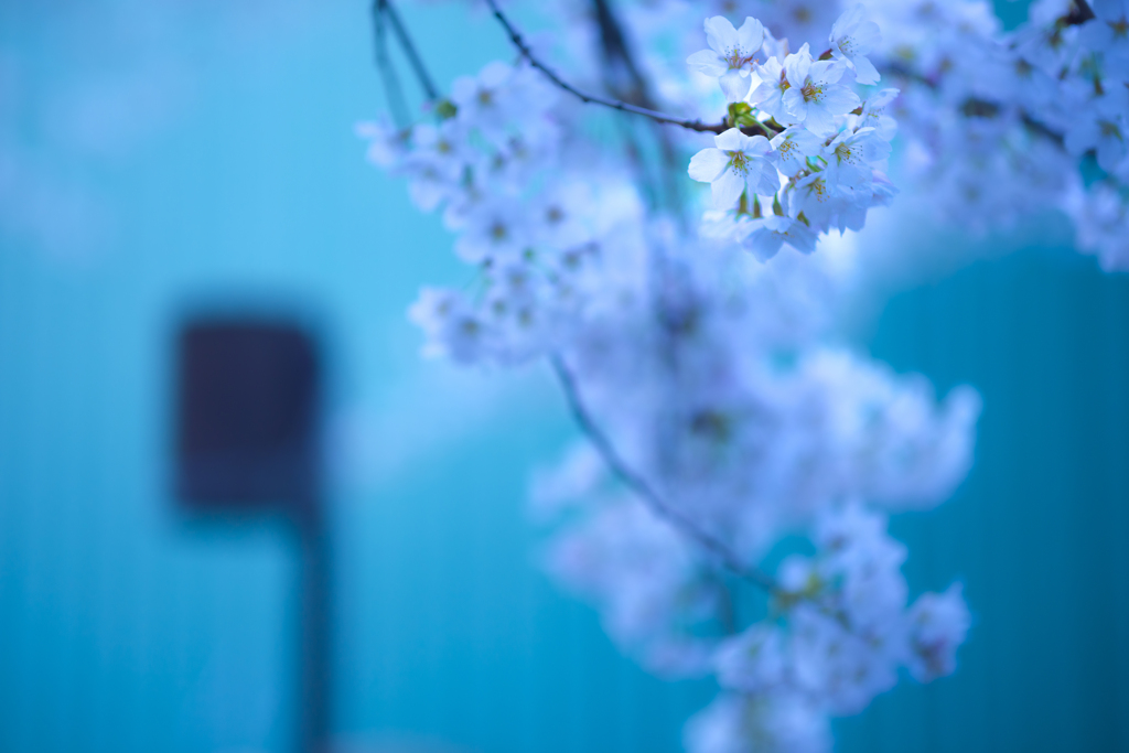 SAKURA2025【4】