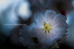 sakura PART2【vol.10】