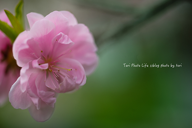 sakura PART2【vol.09】