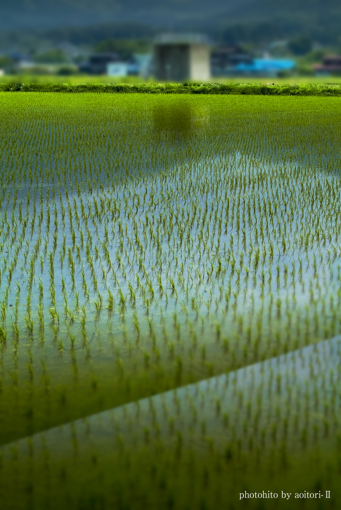 6月の田んぼ【その2】