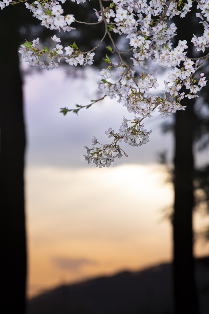 山桜