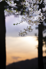 山桜