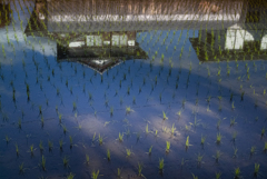 五月の田んぼ【その6】