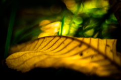 曲り家・千葉家の秋【vol.12】