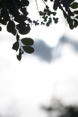silhouette