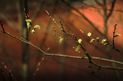 めざめの春【その2】