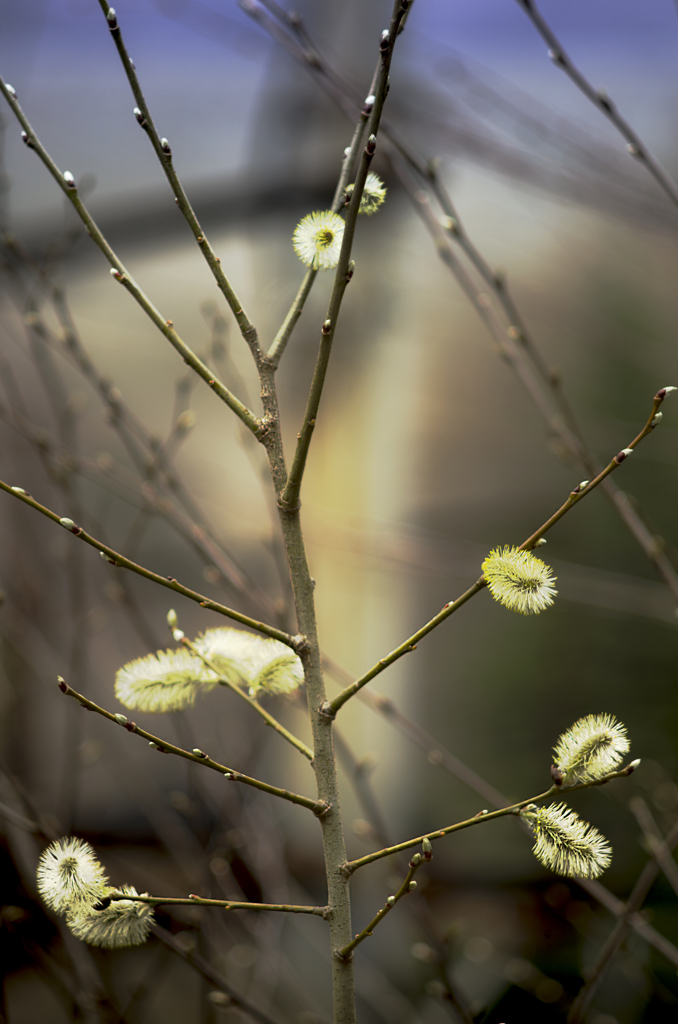 めざめの春【rust】
