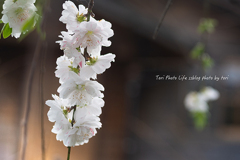 sakura PART2【vol.13】