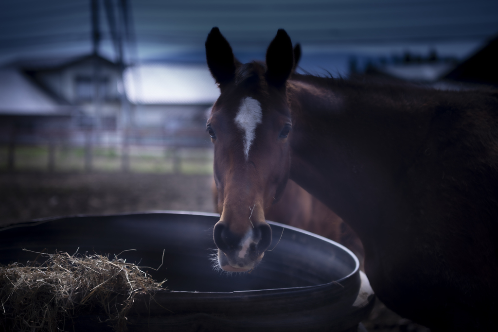 馬の里にて【その2】