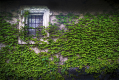 アイビーのある風景【その3】