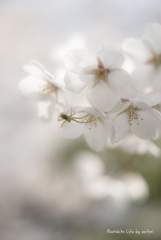 sakura PART2【vol.06】