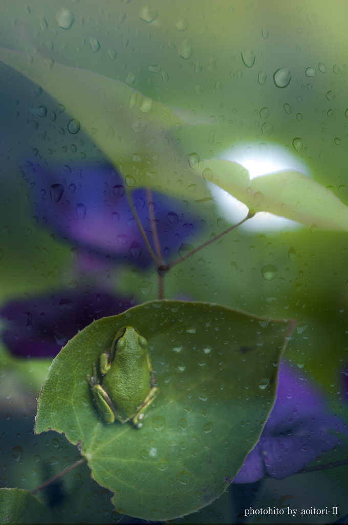 雨やどり