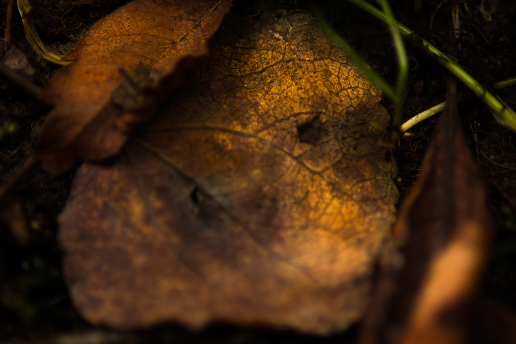 曲り家・千葉家の秋【vol.13】