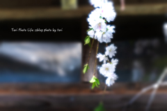 sakura PART2【vol.12】