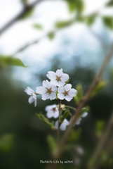 sakura PART2【vol.08】