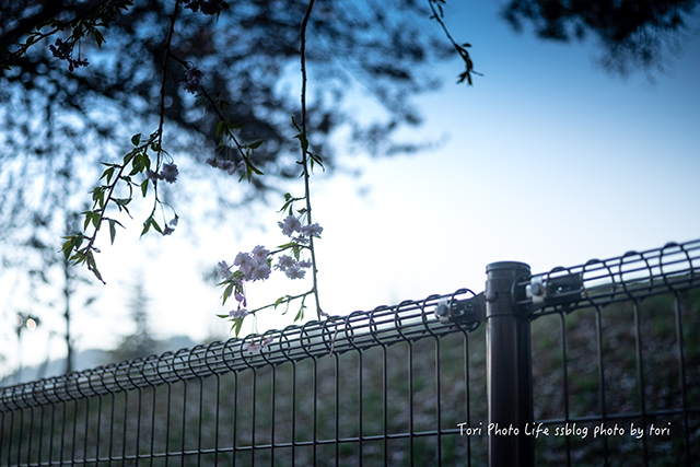 sakura PART2【vol.01】