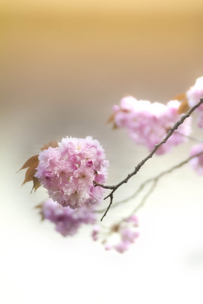 SAKURA2025【2】