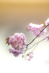 SAKURA2025【2】
