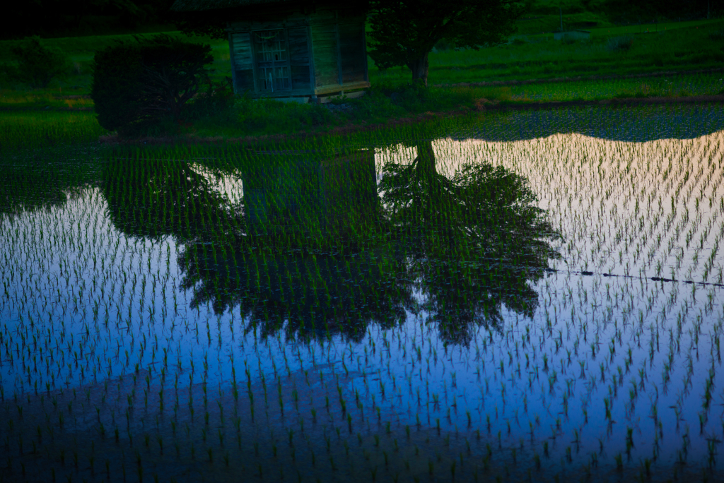 荒神様の田んぼ【その2】