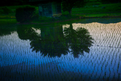 荒神様の田んぼ【その2】