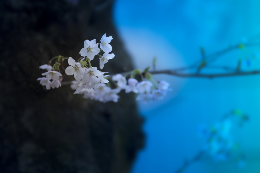 SAKURA2025【3】