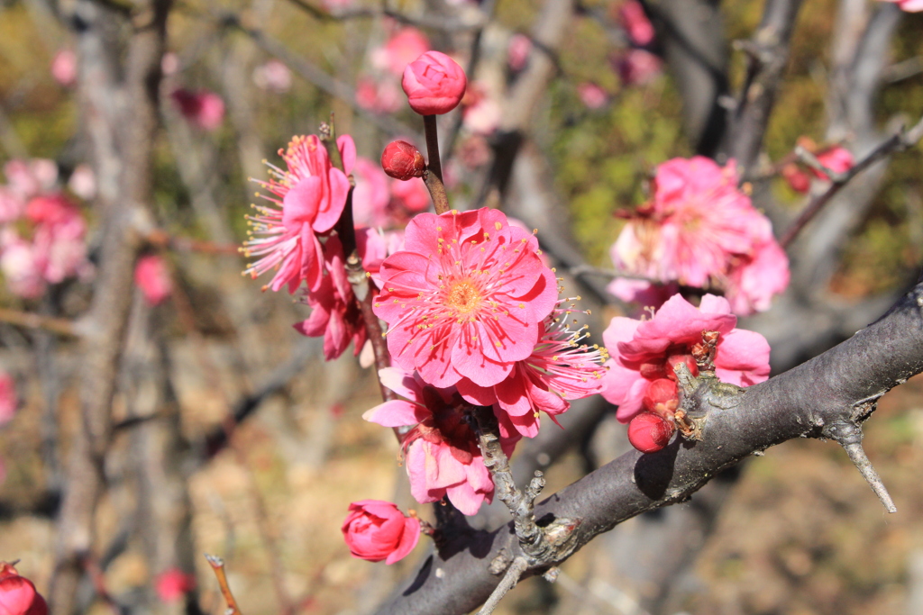 A5210EA6-4A65-4017-A4D1-477833CF62C1