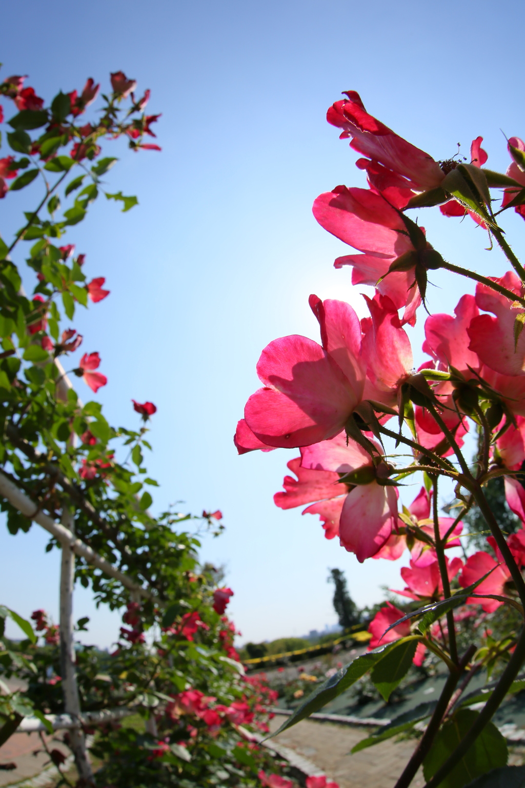 夏